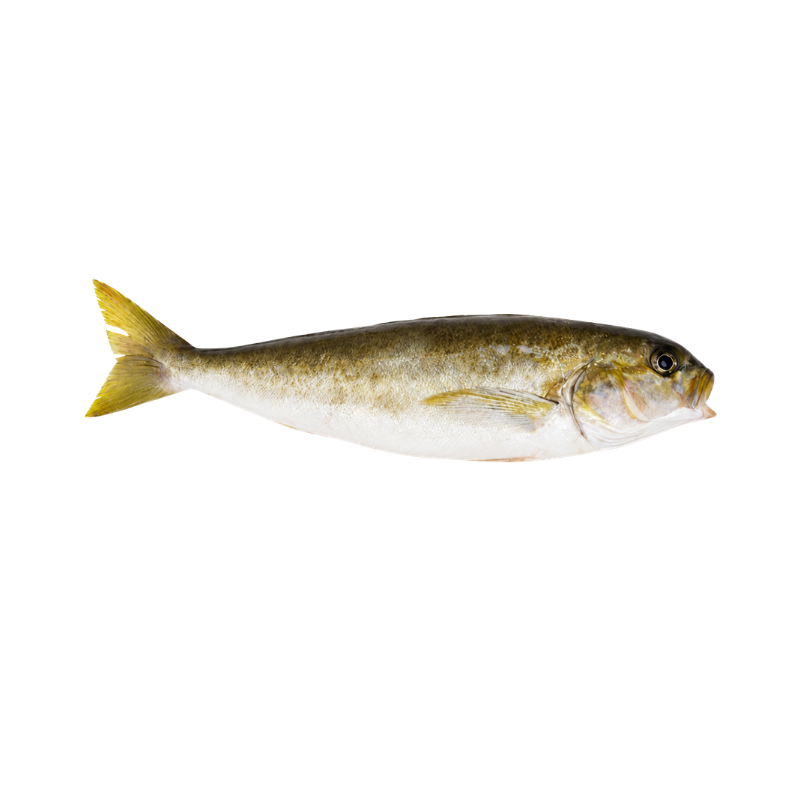 Blanco