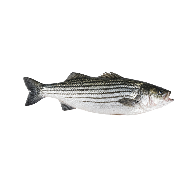 Lobina Rayada