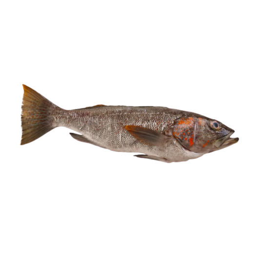 Cabrilla Entera
