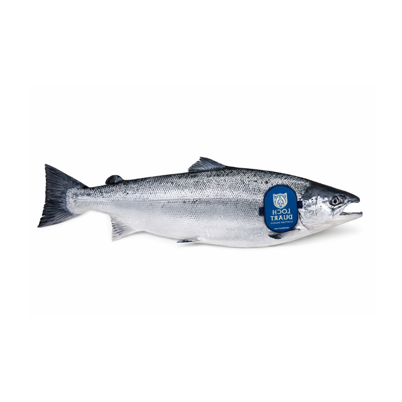 Salmón Escocés