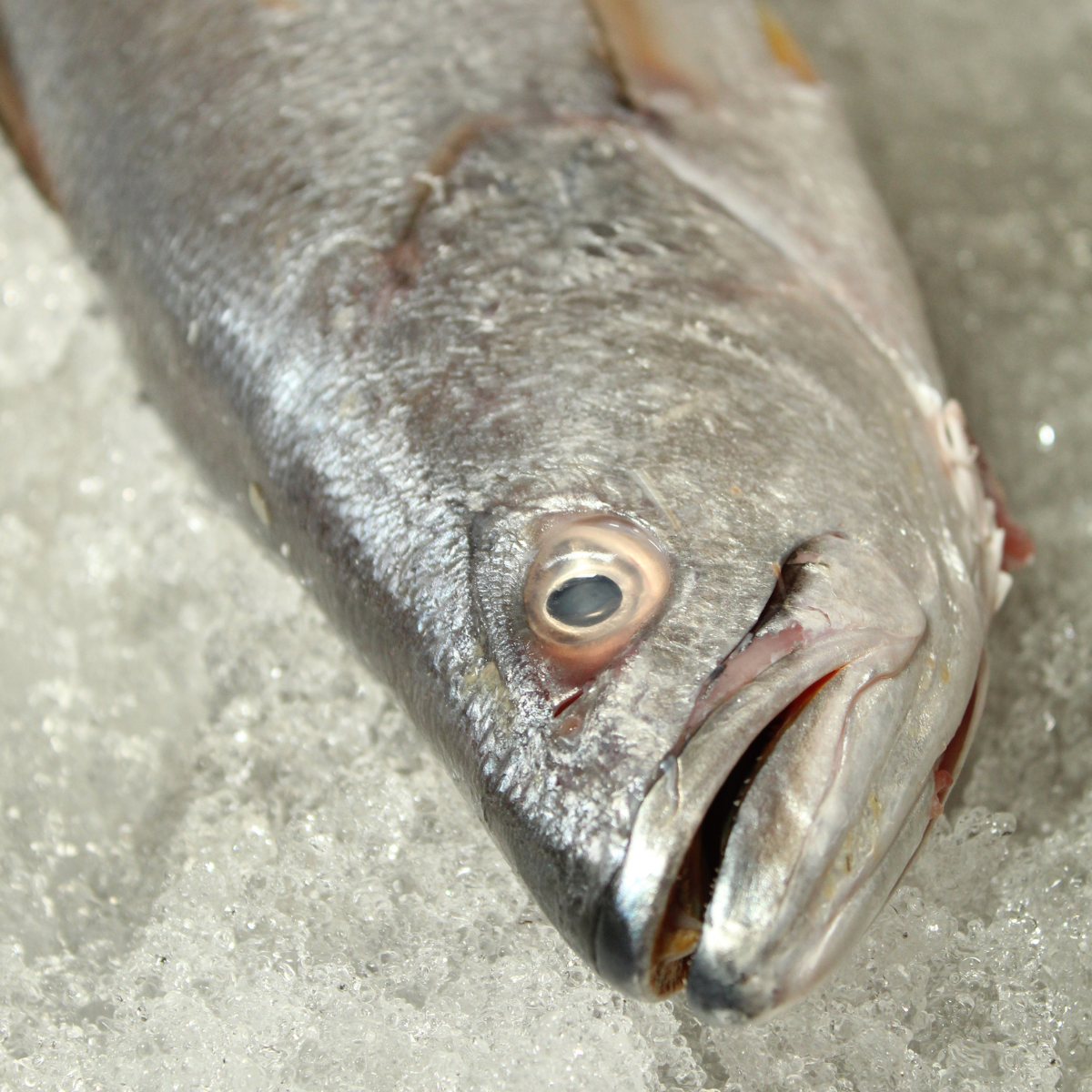 Curvina entero fresco listo para distribución en Monterrey