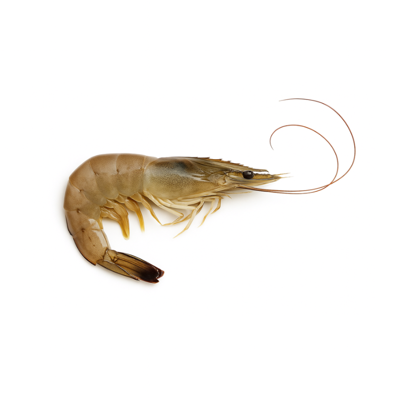 Camarones Con Cabeza
