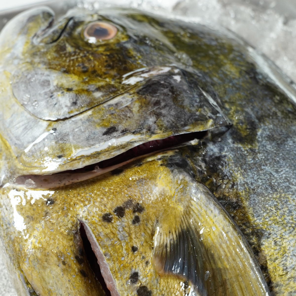 Proveedor de Huachinango Fresco - Cibus