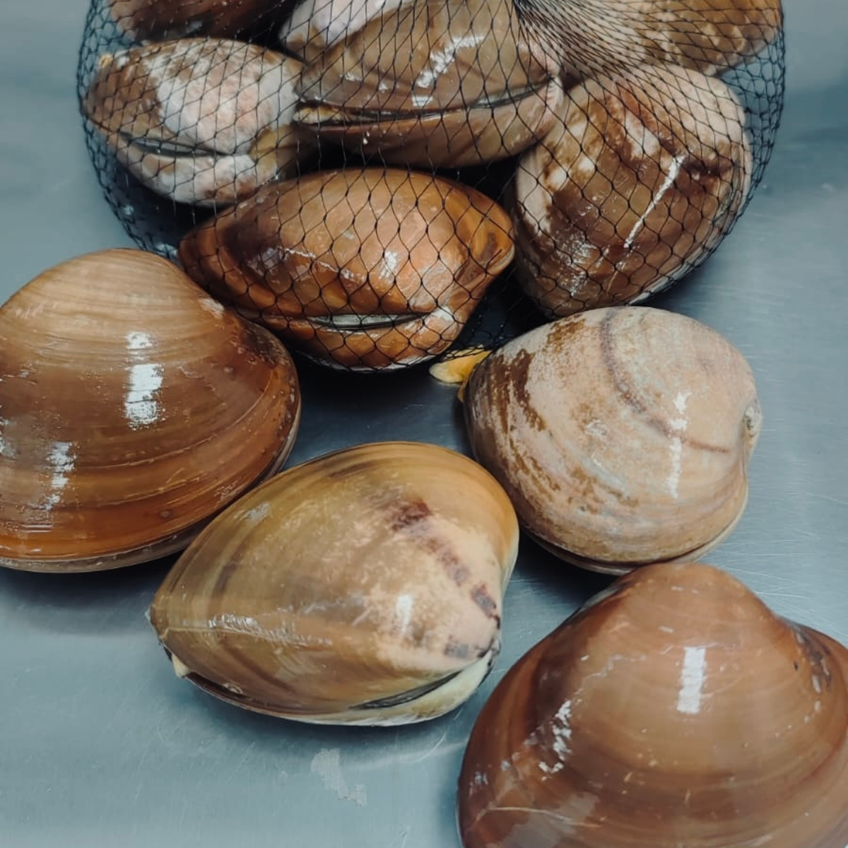 Proveedor de Cola de Langosta en Monterrey - Cibus