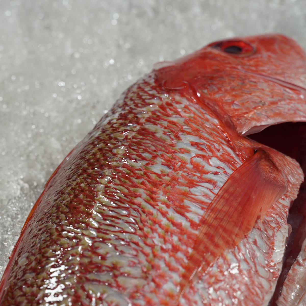 Pulpo sobre hielo listos para su venta en Monterrey