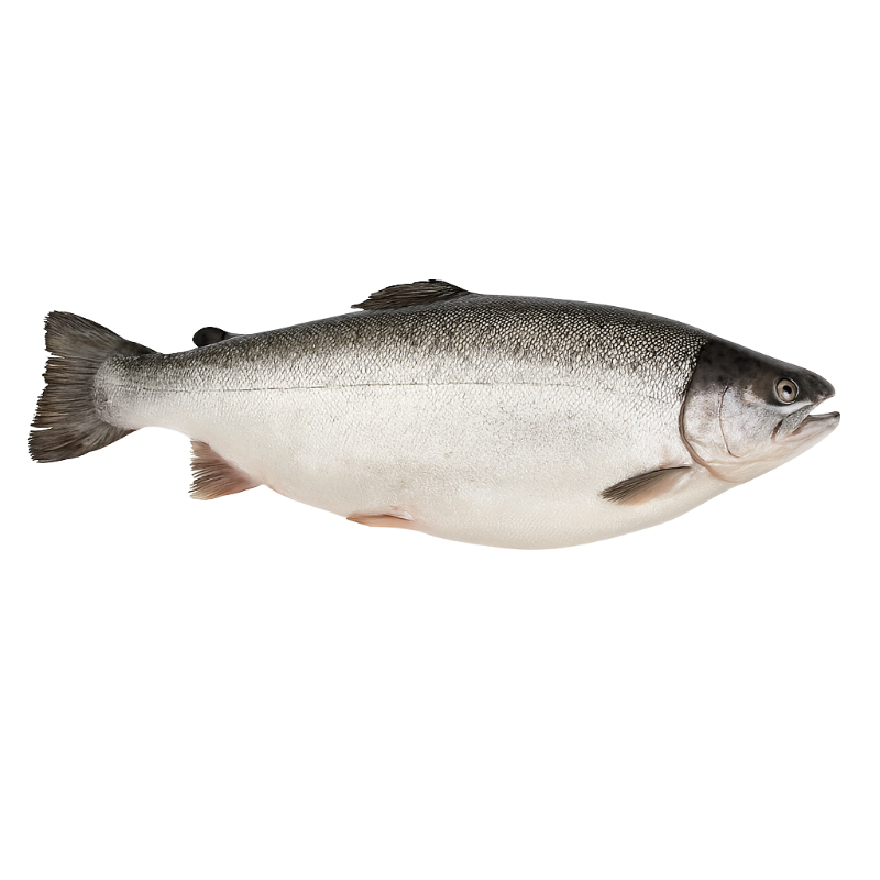 Salmón Chileno "Coho" Entero