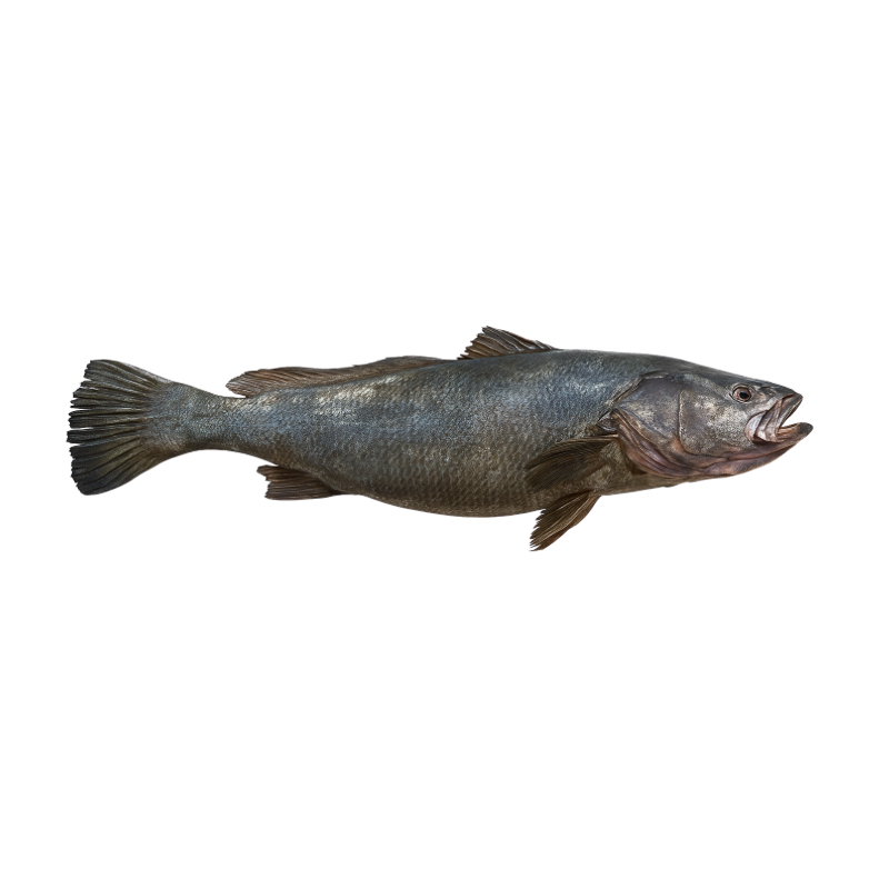 Totoaba Entera