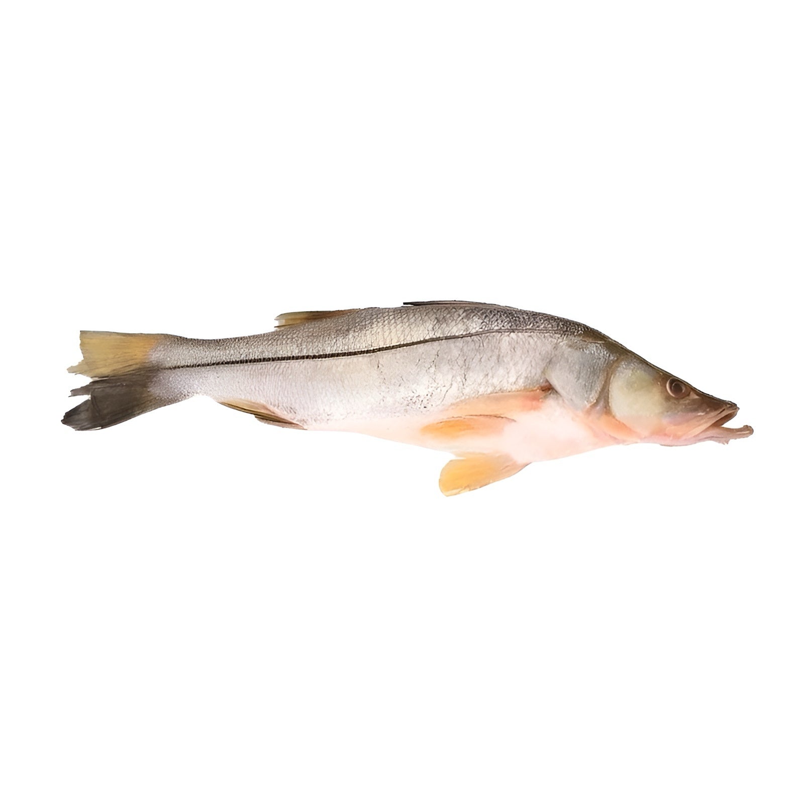 Róbalo Entero