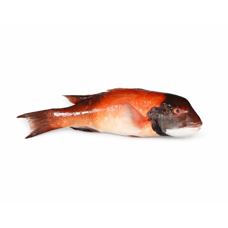 Vieja