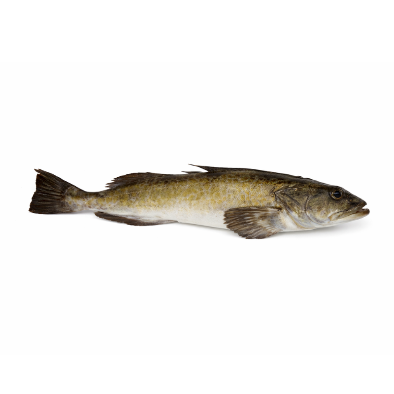 Lingcod