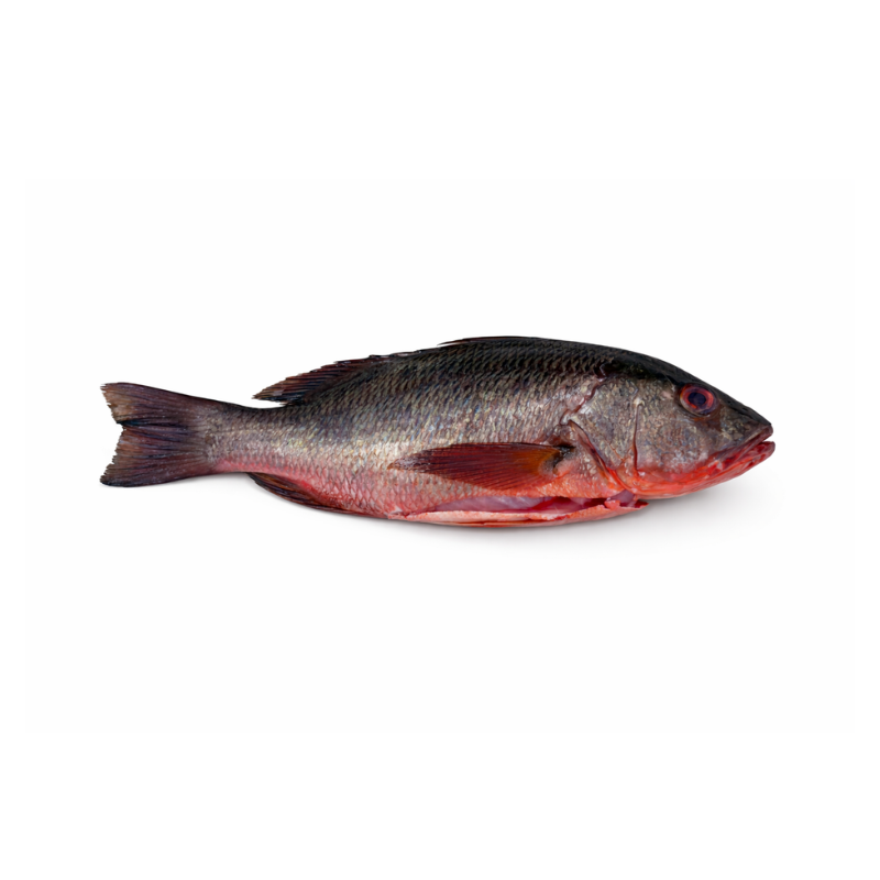 Pargo Raicero