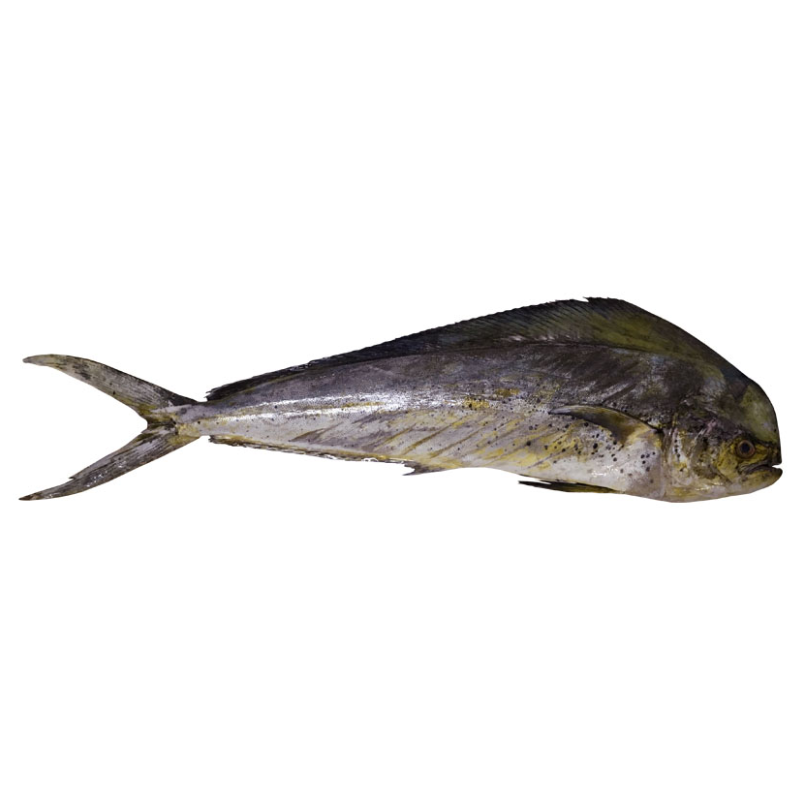 Dorado “Mahi Mahi” Entero