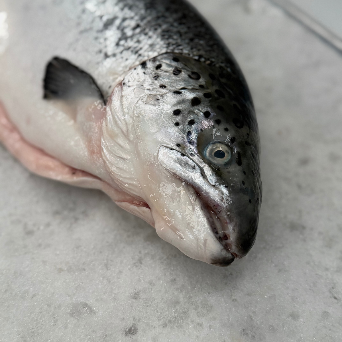 Róbalos enteros frescos listos para venta y distribución