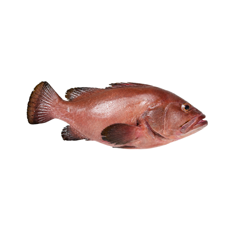 Baqueta