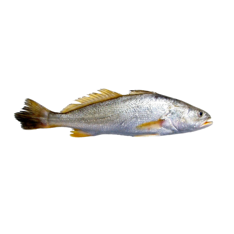 Curvina Entera