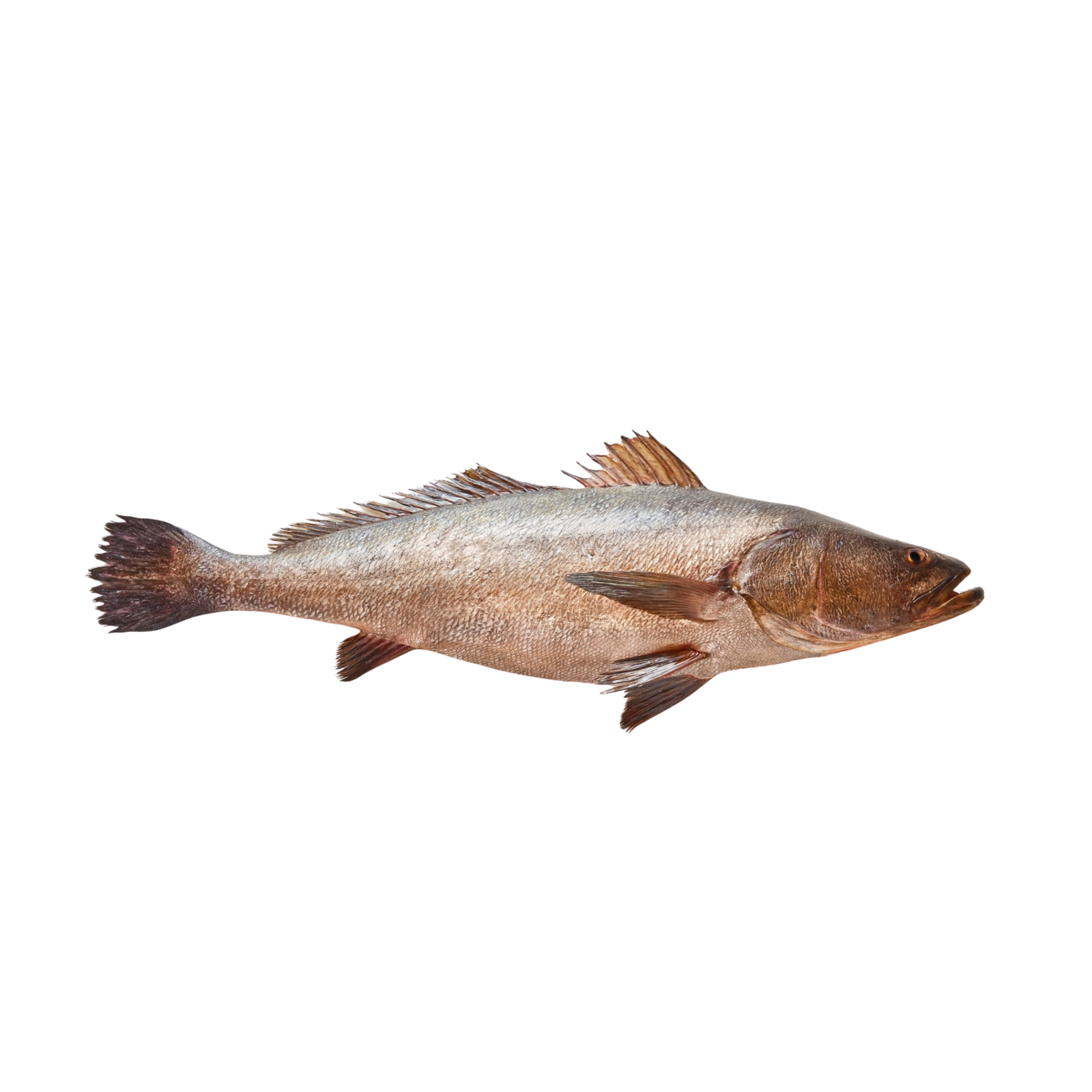 Totoaba Entera