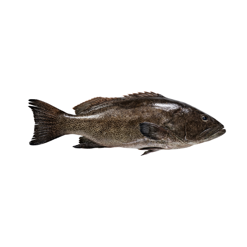 Cabrilla