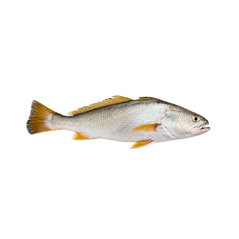 Curvina Aleta Amarilla
