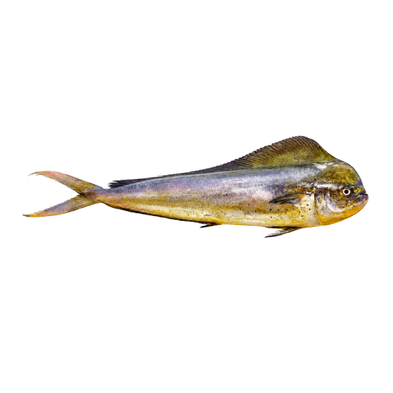 Dorado “Mahi Mahi”