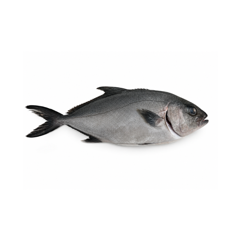 Kampachi Entero