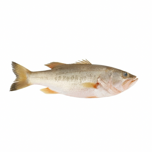 Lobina Agua Dulce
