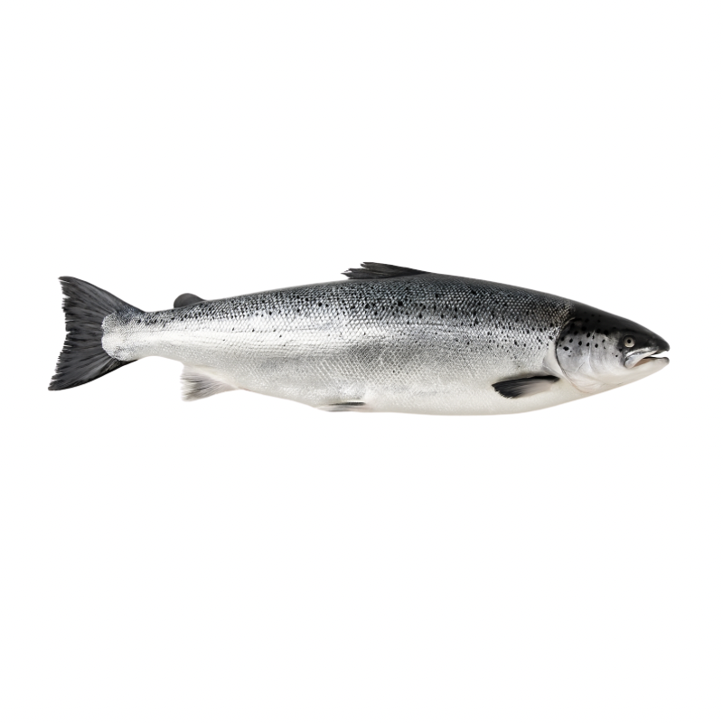 Salmón Canadiense Entero