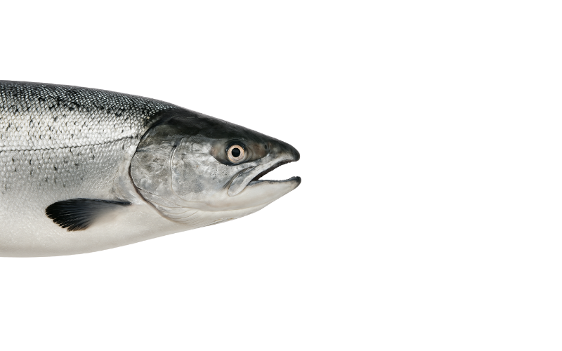 Salmón Canadiense Fresco