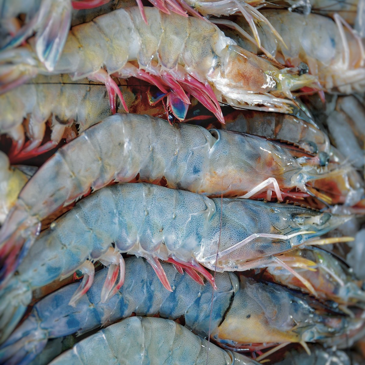 Camarones frescos exhibidos para venta en Monterrey