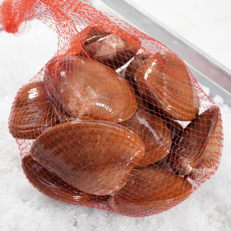 Almeja Chocolata Grande Viva