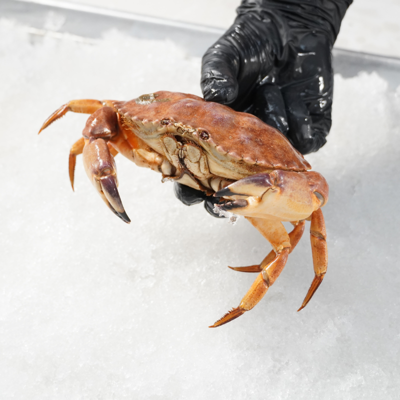 Proveedor de Cangrejos Vivos