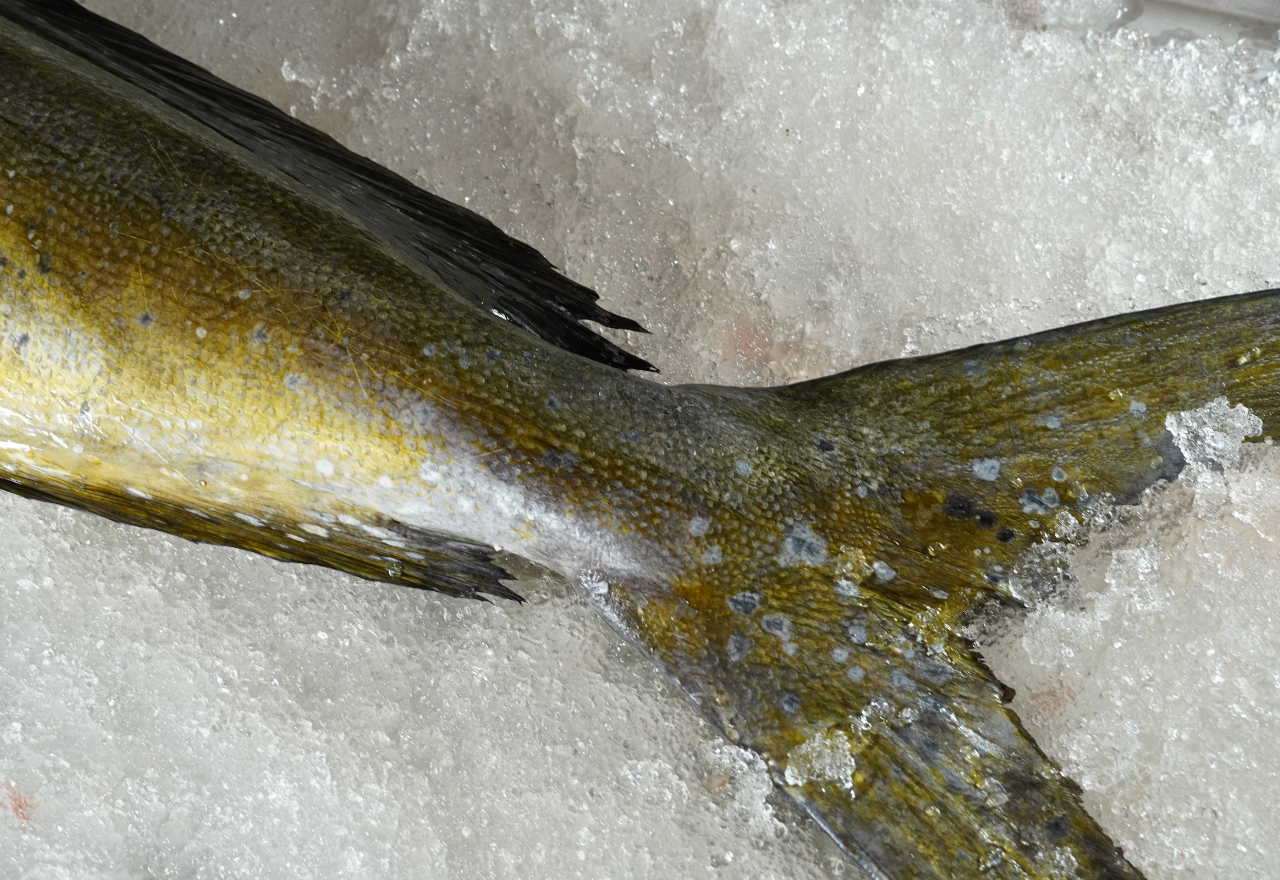 Venta de Lonja de salmón canadiense fresca