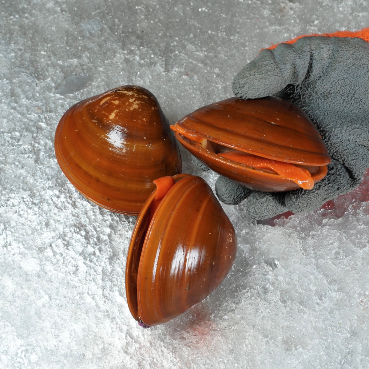 Calamar listo para distribución en restaurantes de Monterrey