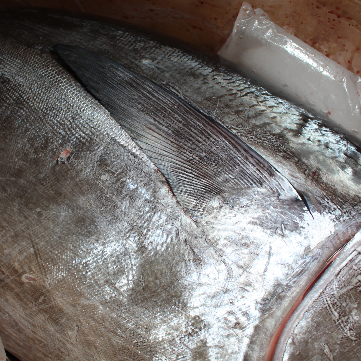 Salmón Fresco en hielo para venta directa en el mercado de Monterrey