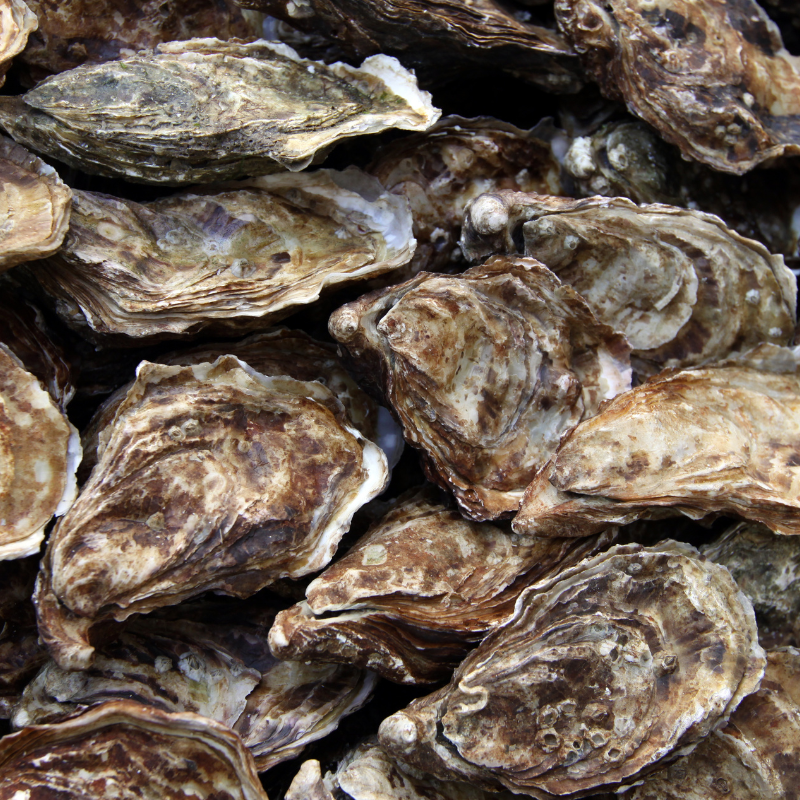 Ostiones frescos listas para ser vendidas en Monterrey