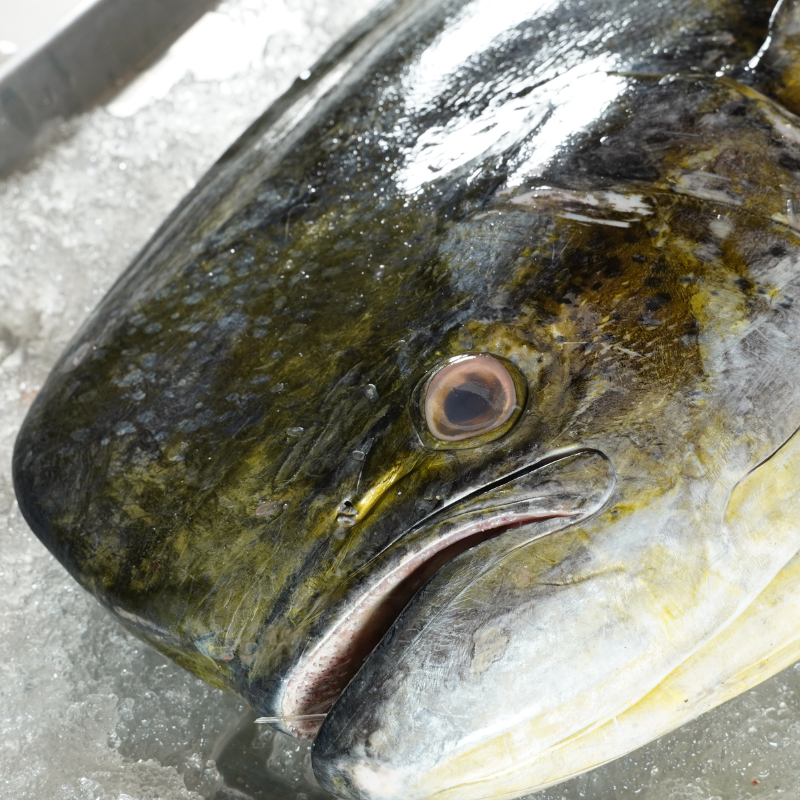 Dorado “Mahi Mahi” Entero