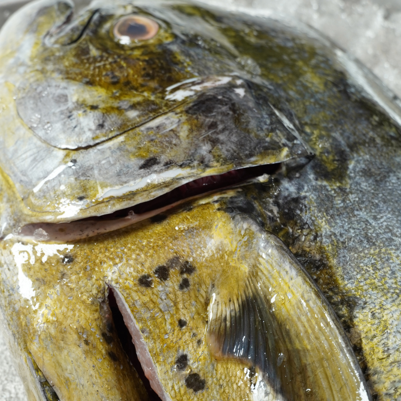 Dorado “Mahi Mahi” Entero