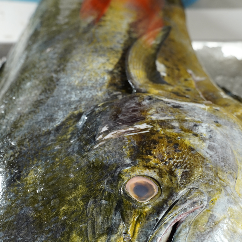 Dorado “Mahi Mahi” Entero