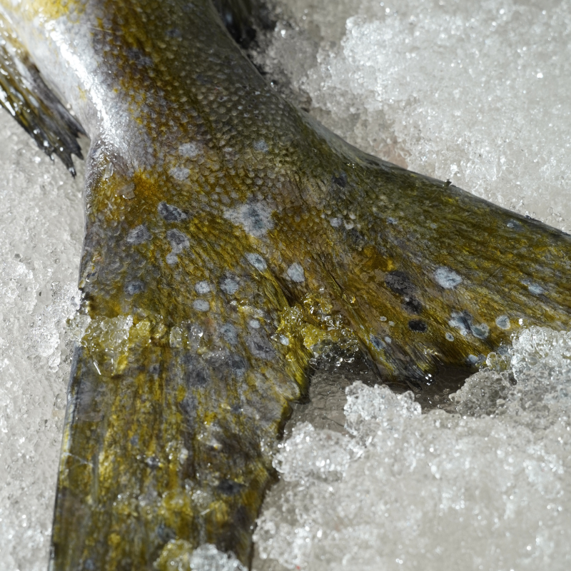 Dorado “Mahi Mahi” Entero