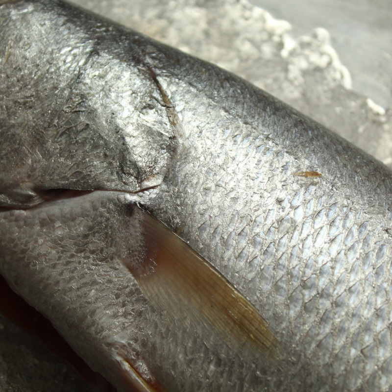 Curvina Aleta Amarilla