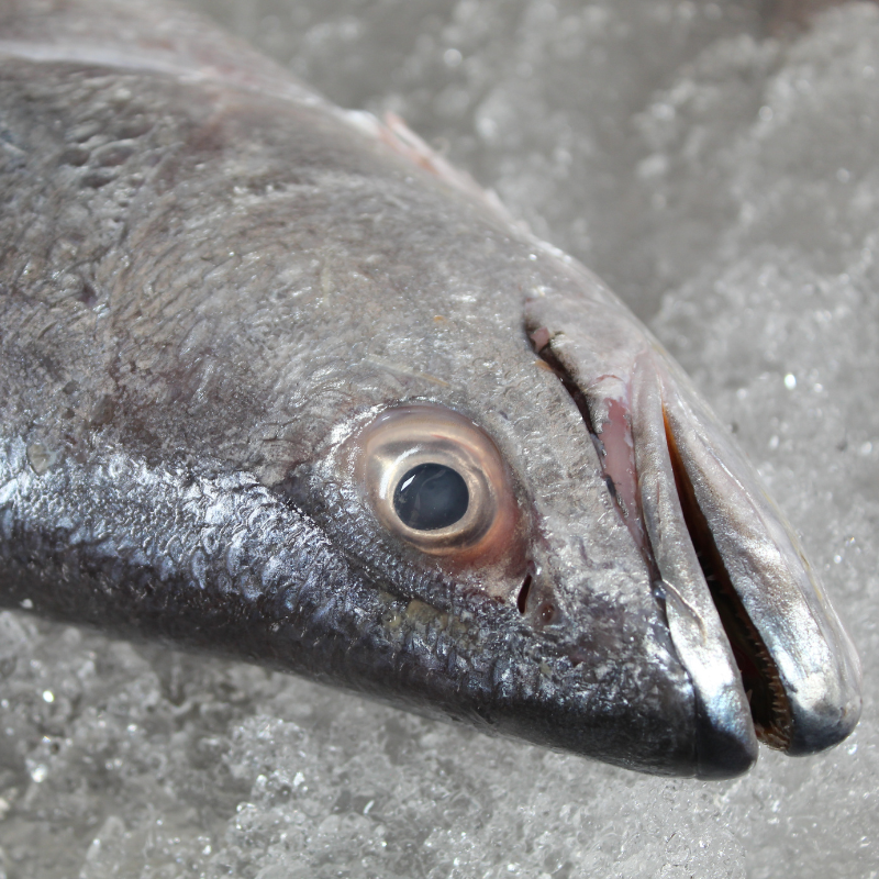 Curvina Aleta Amarilla