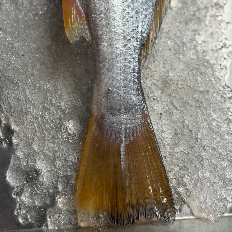 Curvina Aleta Amarilla
