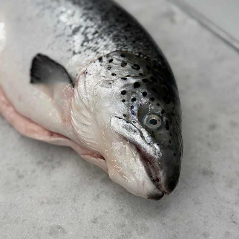 Salmón Canadiense Entero