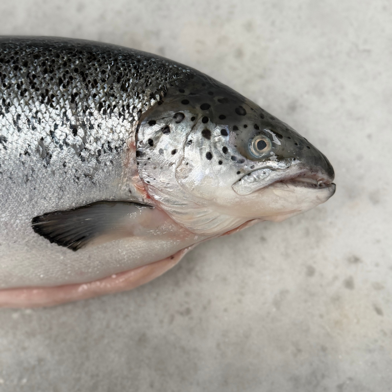 Salmón Canadiense Entero