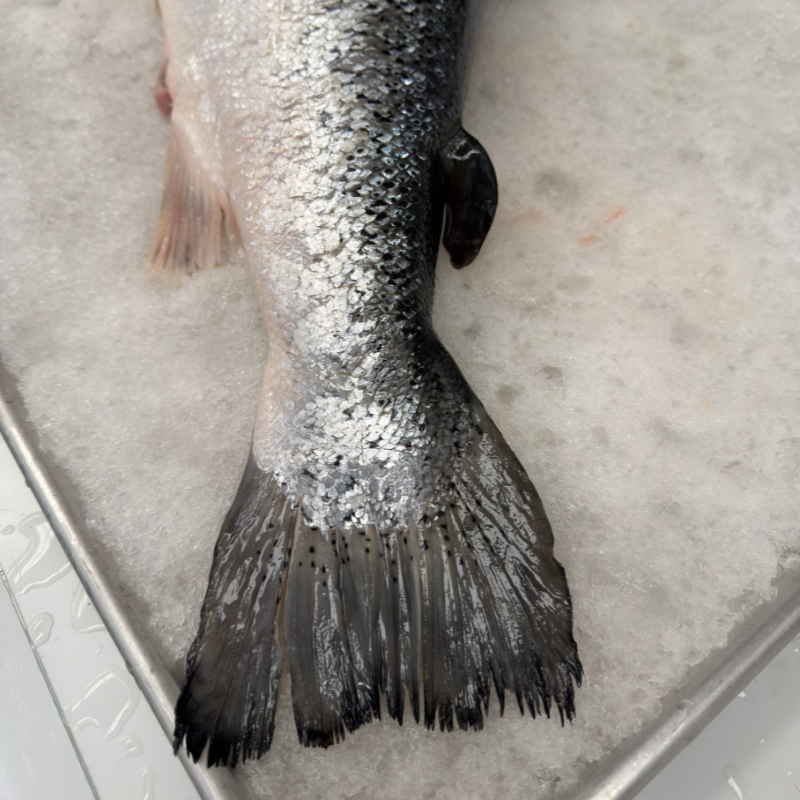 Salmón Canadiense Entero