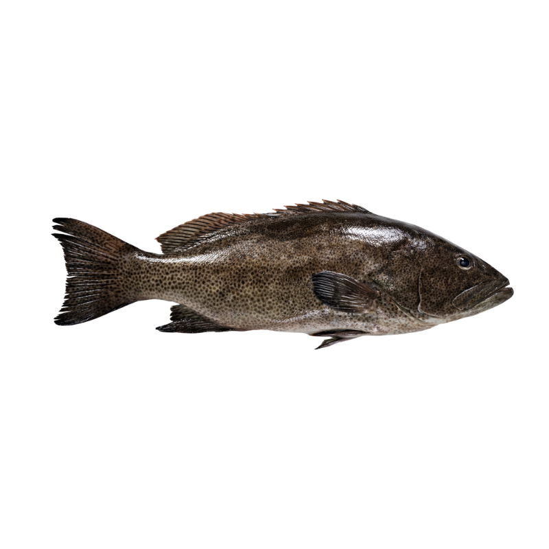 Cabrilla Entera