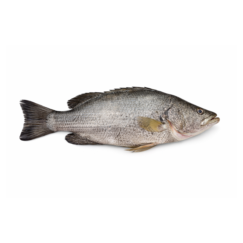 Pargo Bacoca Entero