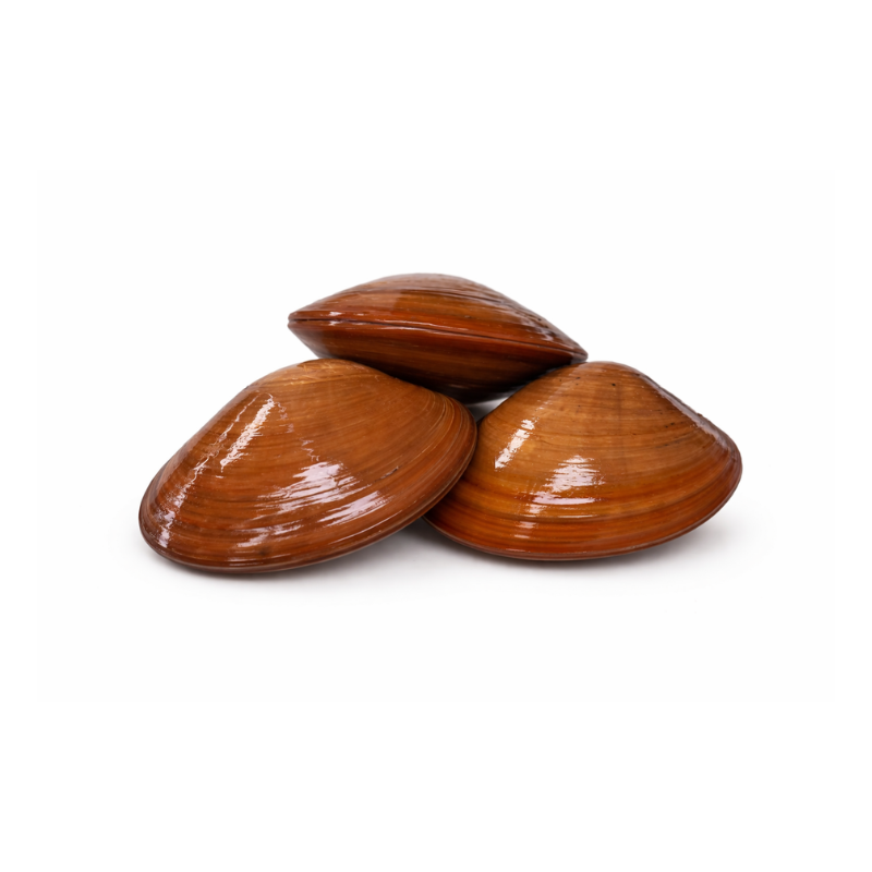 Almeja Chocolata
