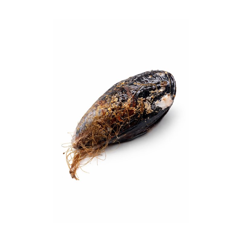 Mejillón Entero Silvestre