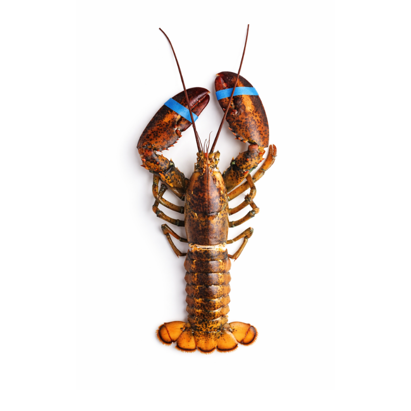 Langosta Bogavante Viva