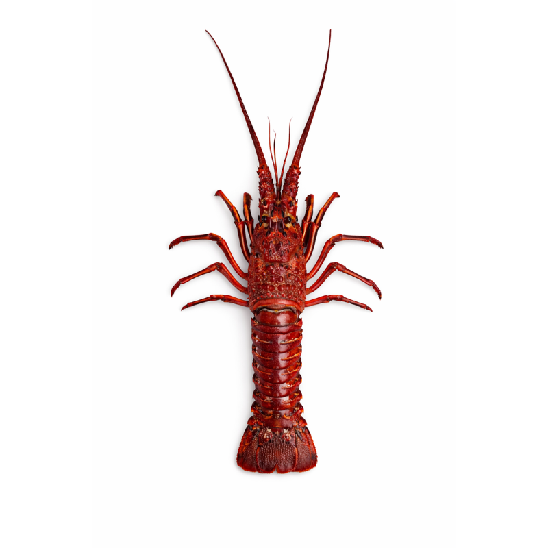Langosta Roja Viva